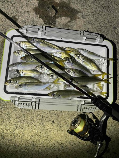 サゴシ＆アジ調査