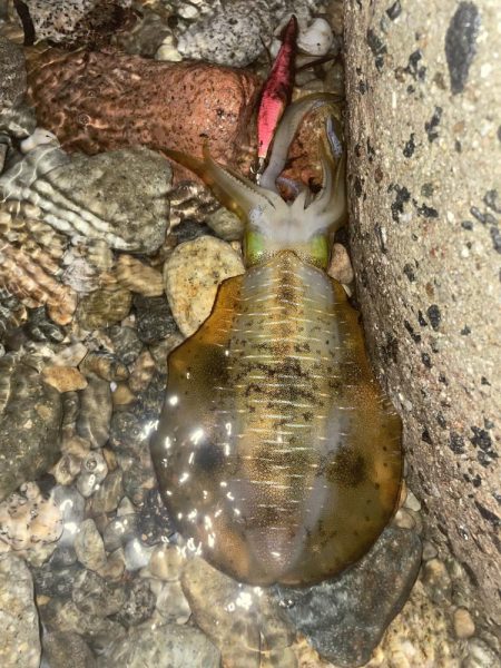 やっぱり難しい！