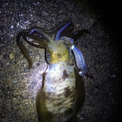 デイ2ナイト2キャッチ