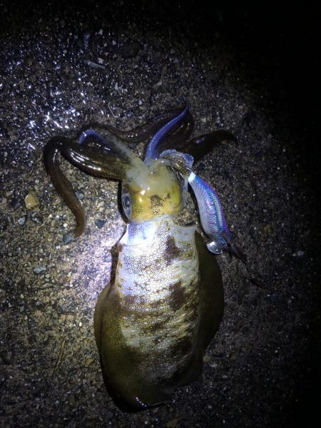 デイ2ナイト2キャッチ