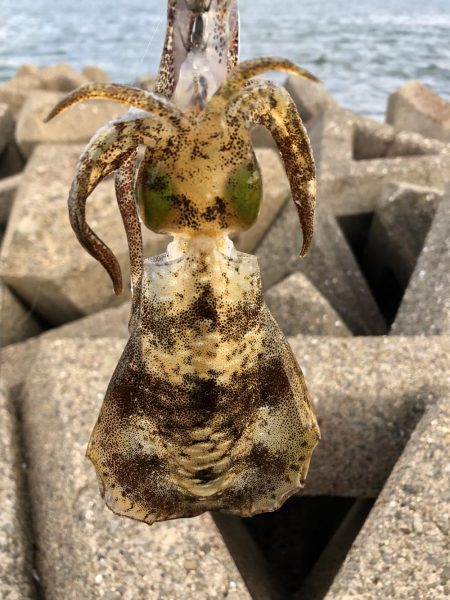 サイトエギング三昧