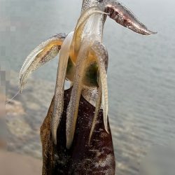 初めてのエギング