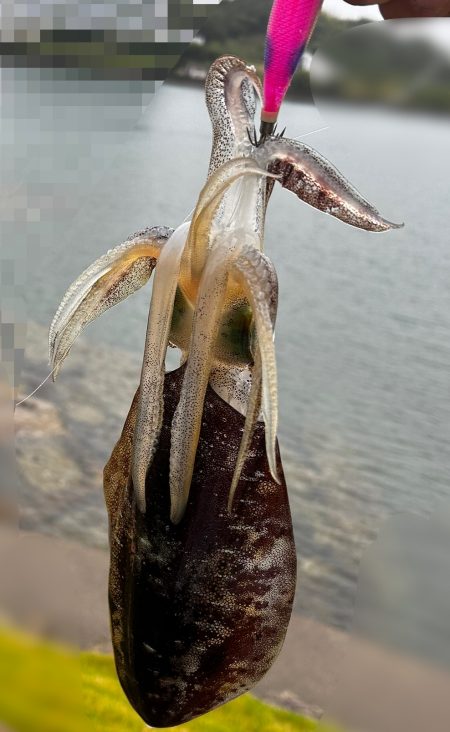 初めてのエギング