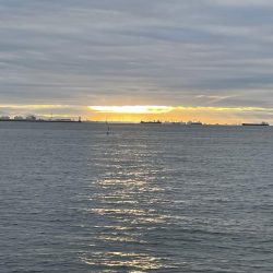 癒やしのガシラ