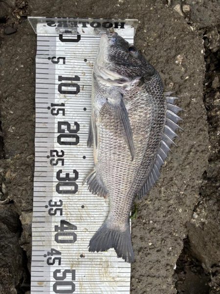 イチノ兄弟、釣果!