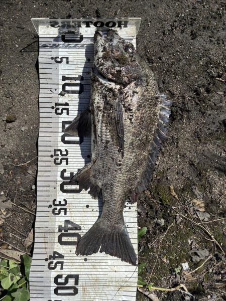 イチノ兄弟、釣果！