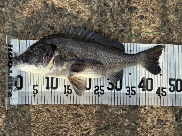 イチノ兄弟、釣果！