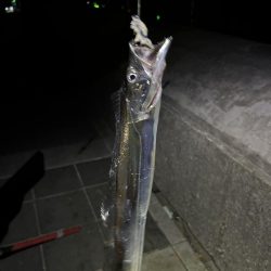 タチウオの食い込み悪いので一工夫