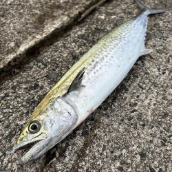 サゴシ祭りに参加して楽し過ぎた