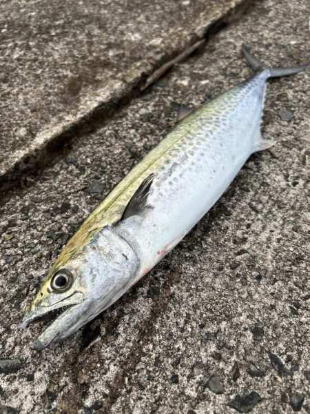 サゴシ祭りに参加して楽し過ぎた