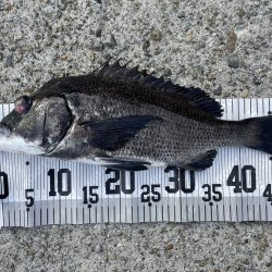 イチノ兄弟、釣果！