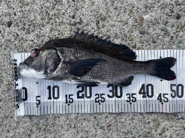 イチノ兄弟、釣果！