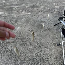 久しぶりにキス釣り行ったら大爆釣