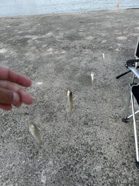 久しぶりにキス釣り行ったら大爆釣