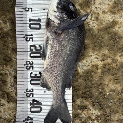 イチノ兄弟、釣果!