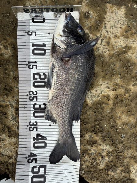 イチノ兄弟、釣果!