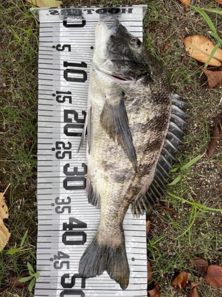 イチノ兄弟、釣果！