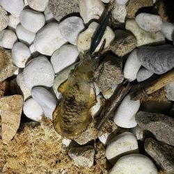 アオリイカ釣り