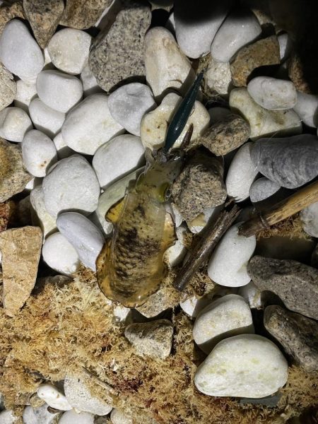 アオリイカ釣り