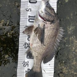 イチノ兄弟、釣果!