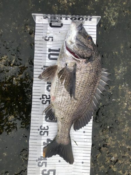 イチノ兄弟、釣果!