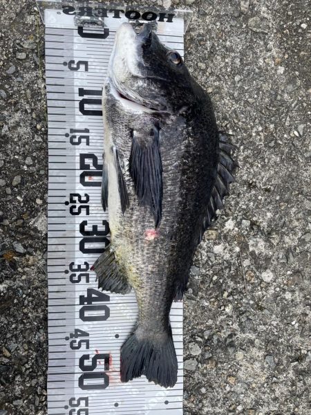 イチノ兄弟、釣果！