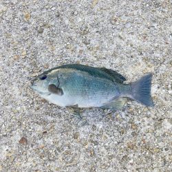 ファミリーフィッシング