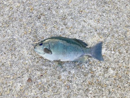 ファミリーフィッシング