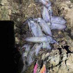 2025 佐渡ヶ島エギング Vol.22【10月1日】