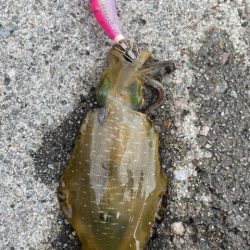 2025 佐渡ヶ島エギング Vol.24【…