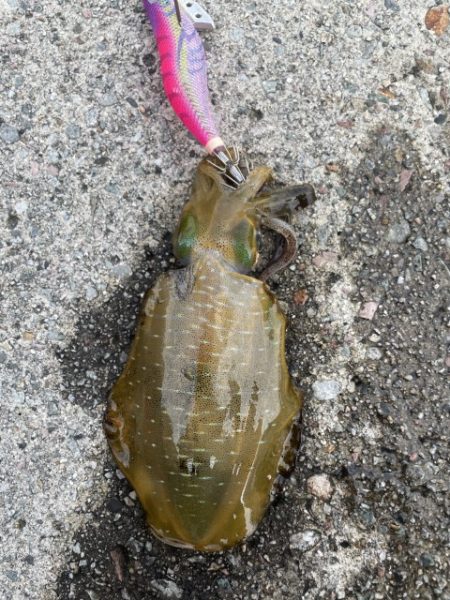 2025 佐渡ヶ島エギング Vol.24【…