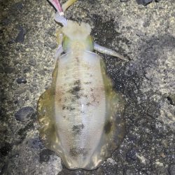 2025 佐渡ヶ島エギング Vol.28【…