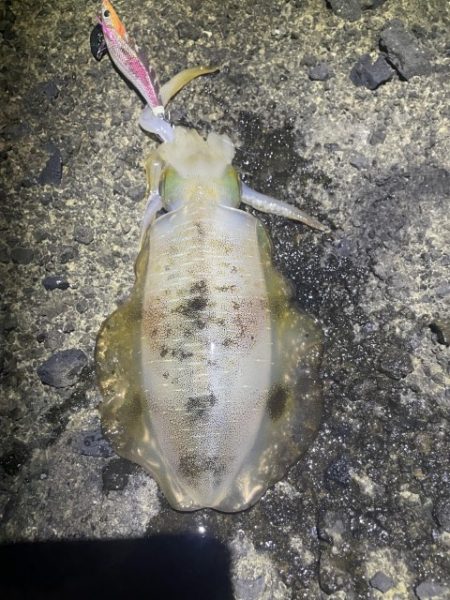 2025 佐渡ヶ島エギング Vol.28【…