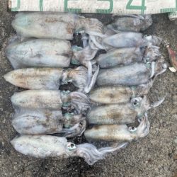 2025 佐渡ヶ島エギング Vol.29【10月12日】