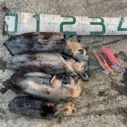 2025 佐渡ヶ島エギング Vol.30【10月15日】