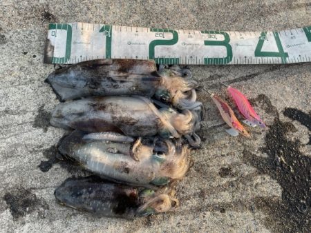 2025 佐渡ヶ島エギング Vol.30【10月15日】