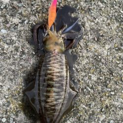 2025 佐渡ヶ島エギング Vol.32【10月17日】