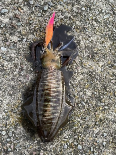 2025 佐渡ヶ島エギング Vol.32【…