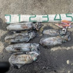 2025 佐渡ヶ島エギング Vol.33【10月18日】