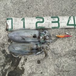 2025 佐渡ヶ島エギング Vol.34【10月19日】