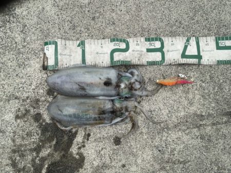 2025 佐渡ヶ島エギング Vol.34【10月19日】