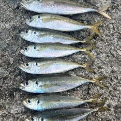 久しぶりのアジ