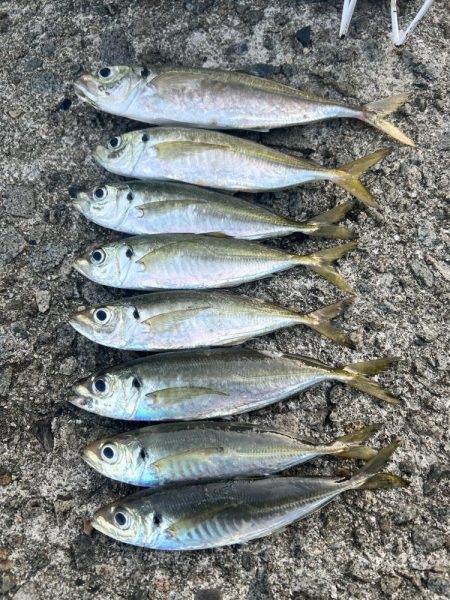 久しぶりのアジ