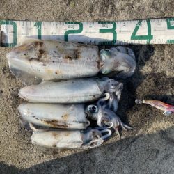 2025 佐渡ヶ島エギング Vol.42【10月29日】