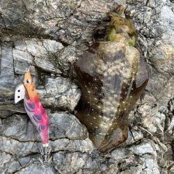 うねりエギング