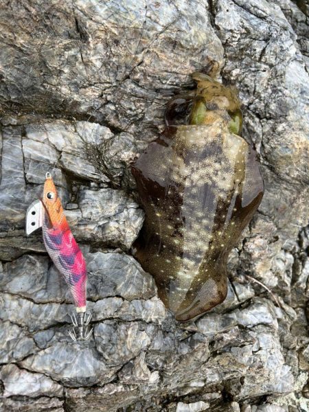 うねりエギング