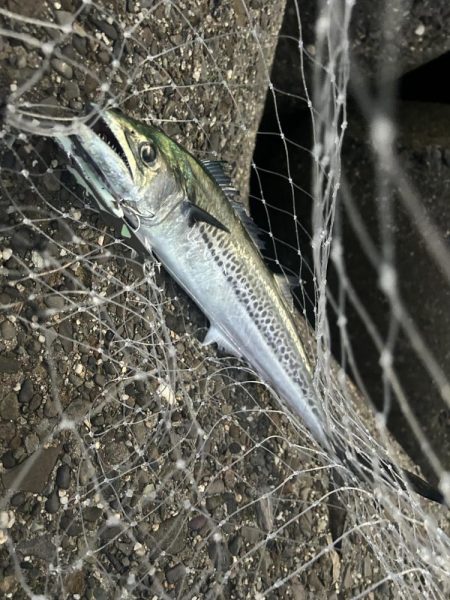 ライトショアジギング