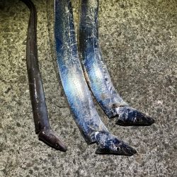 平日深夜でも釣り人まぁまぁ居る