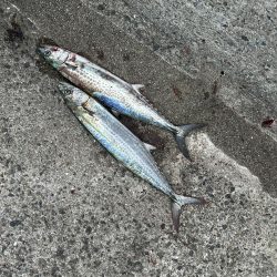 サゴシはわいてました