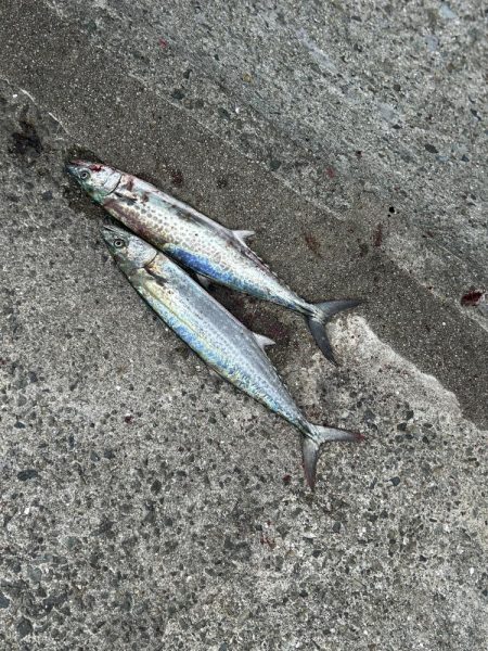 サゴシはわいてました